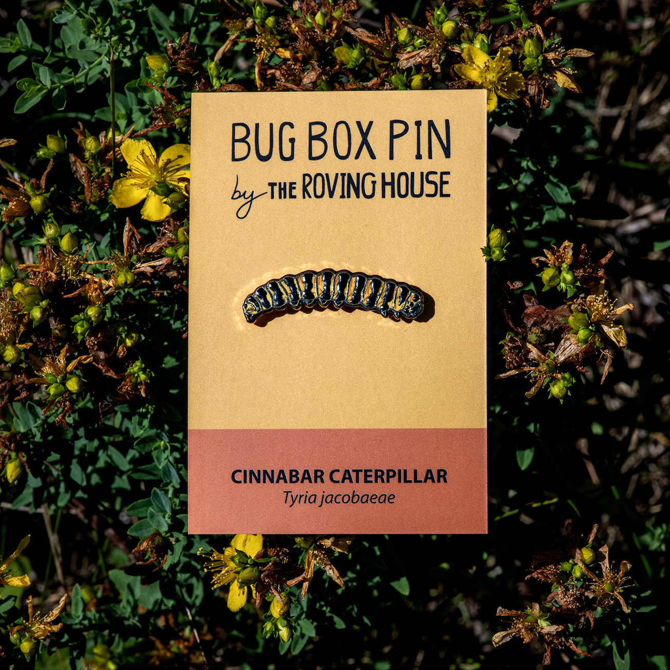 Cinnabar Moth Bug Box
