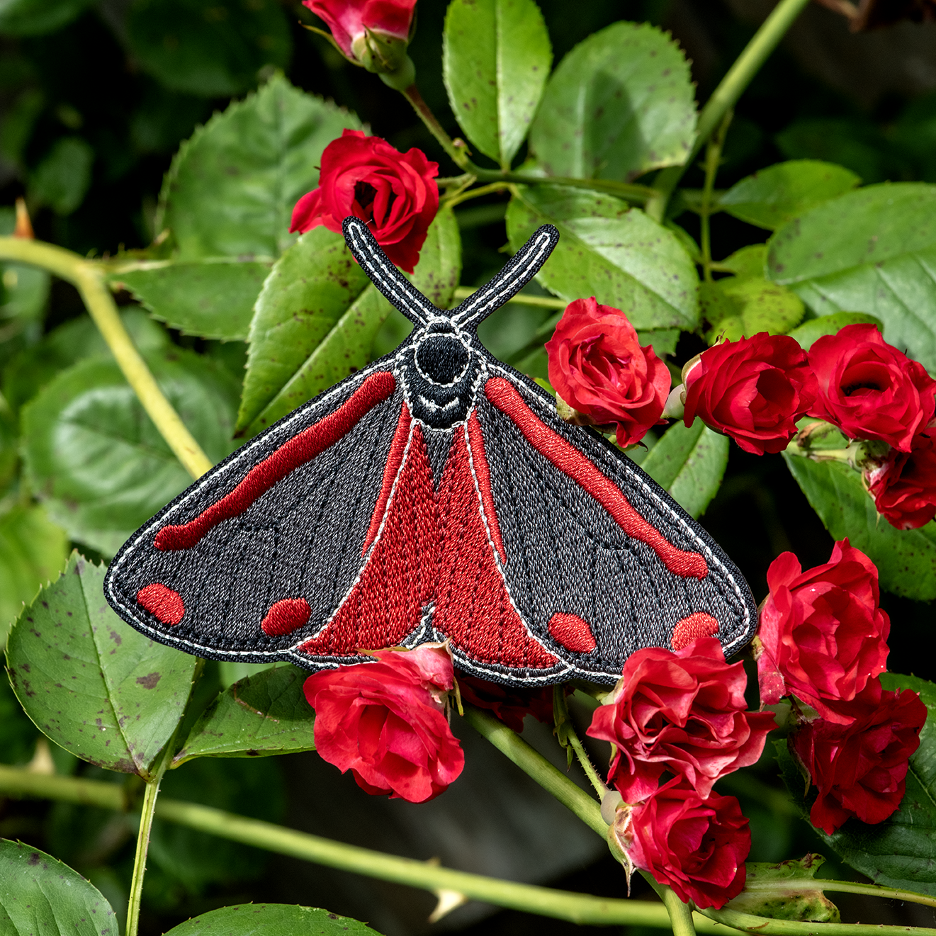 Cinnabar Moth Bug Box