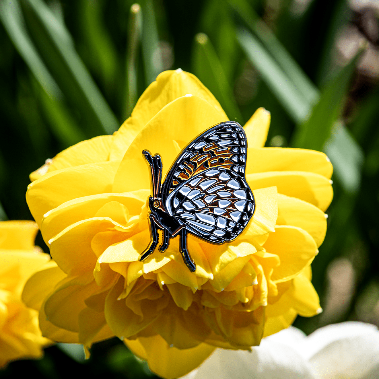 Regal Fritillary Butterfly Bug Box by The Roving House
