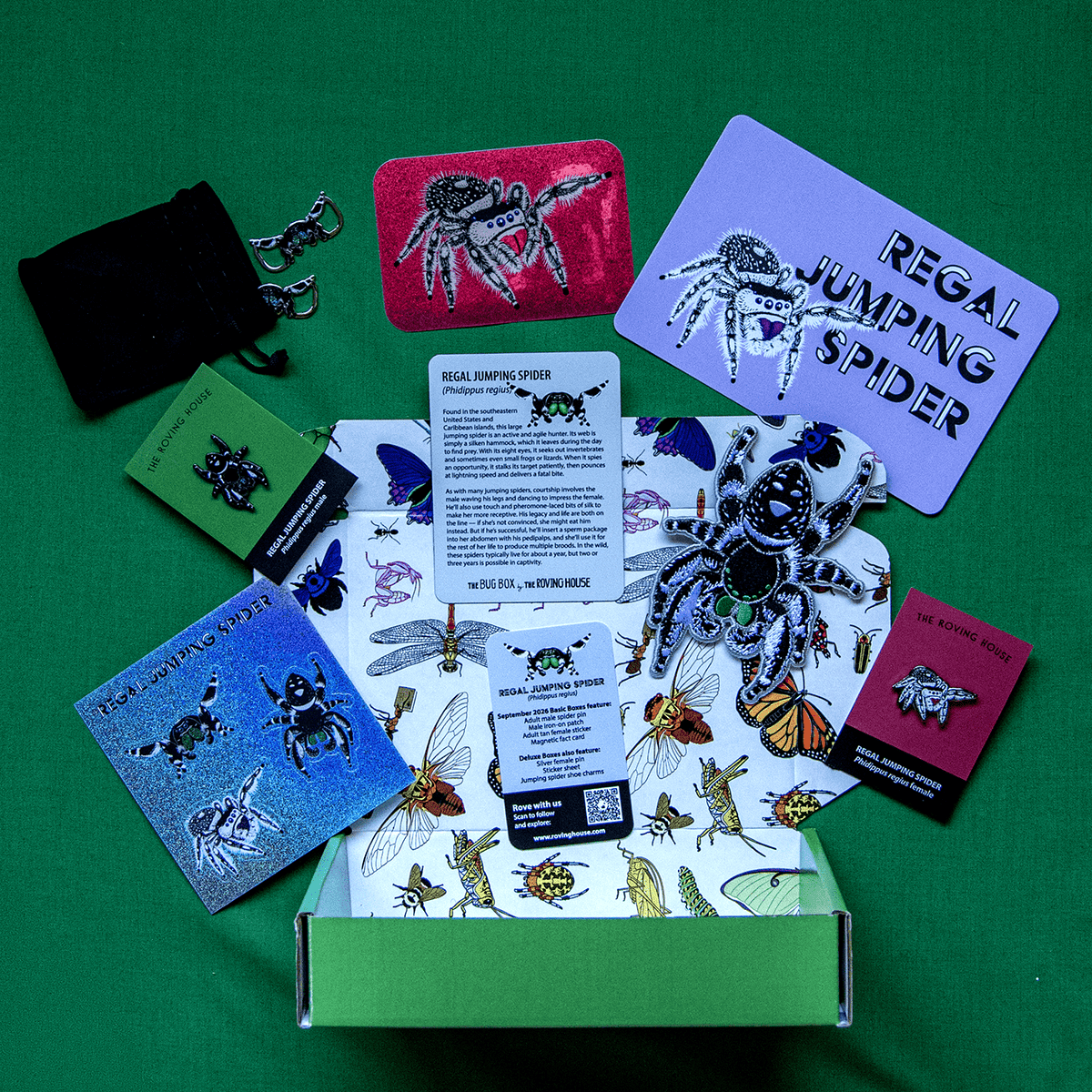 Regal Jumping Spider Bug Box by The Roving House