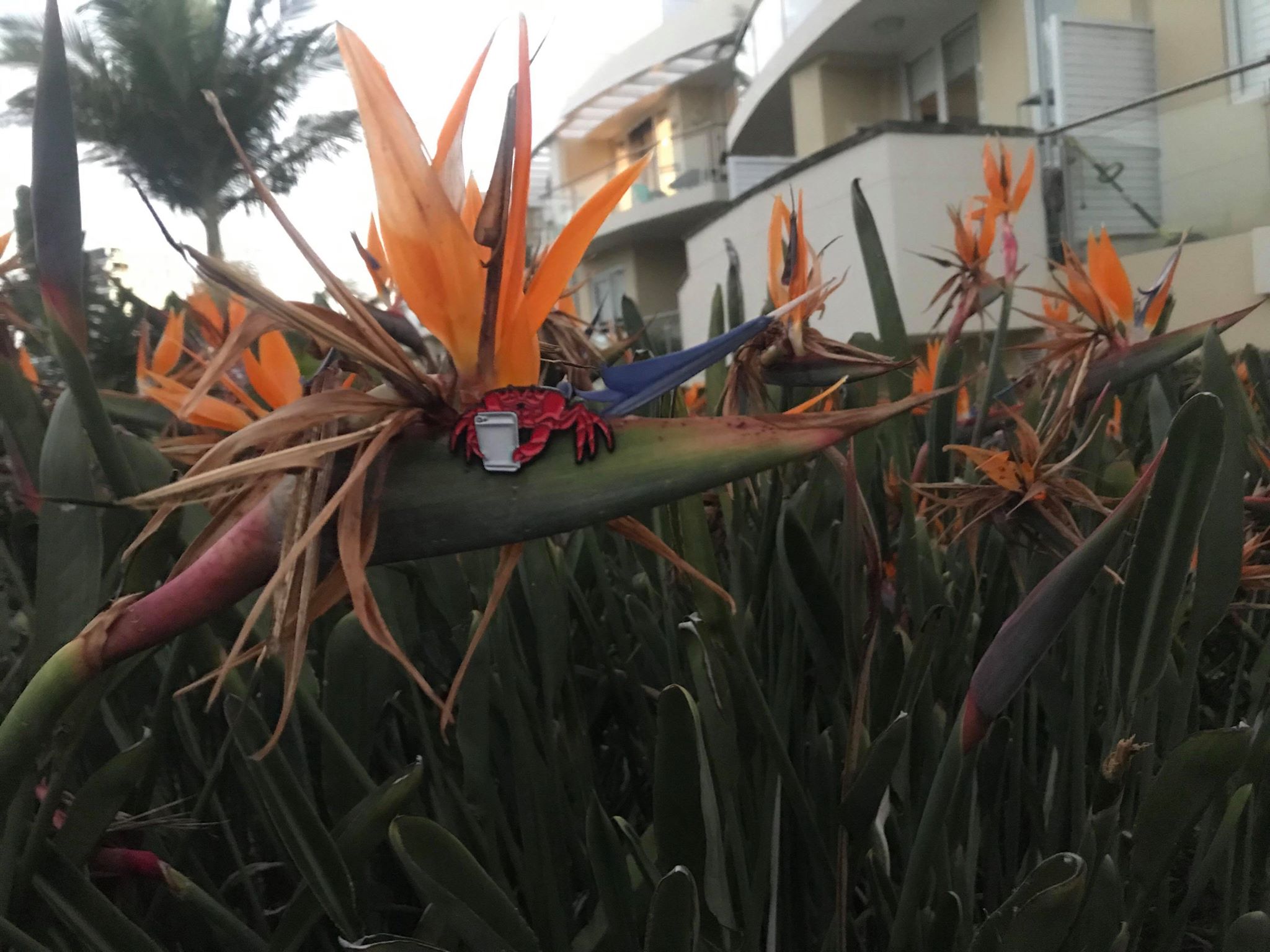 Crab Chat Enamel Pin