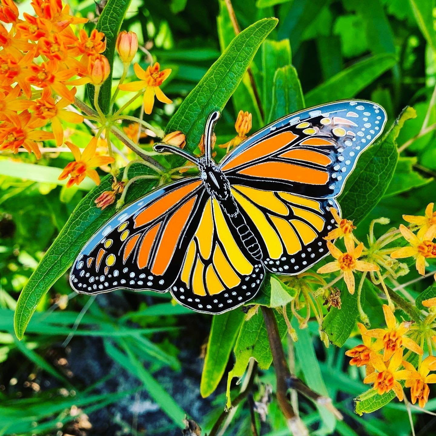 A life-sized orange, black, silver, and white monarch butterfly enamel pin (Danaus plexippus) placed on Butterfly Weed (Asclepias tuberosa) flowers. .