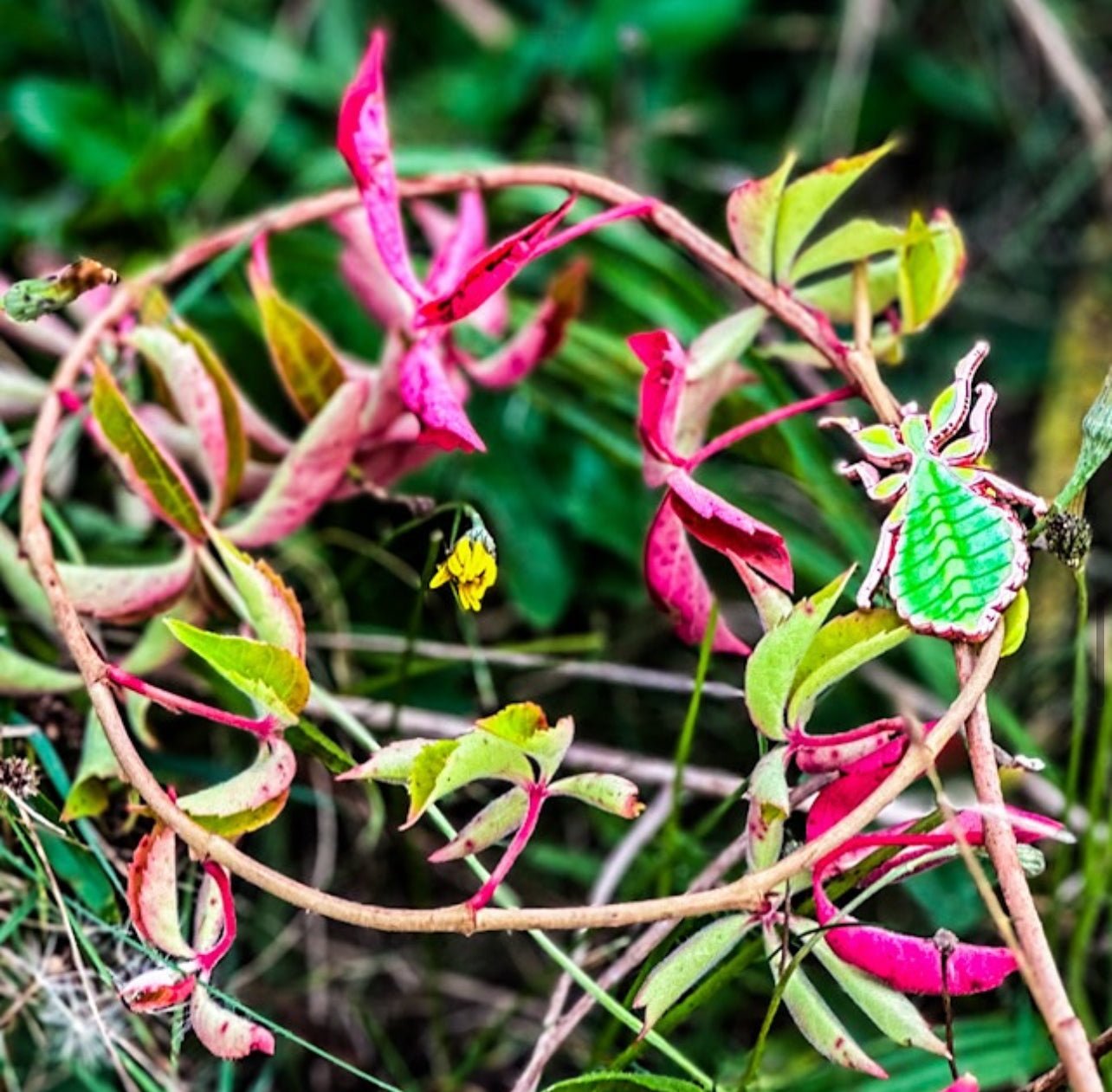 Walking Leaf Insect Nymph Pin by The Roving House