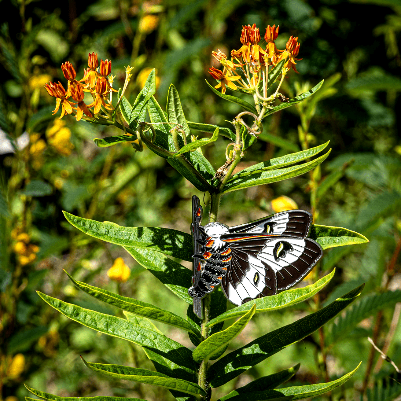 Barrens Buckmoth Female Pin by The Roving House