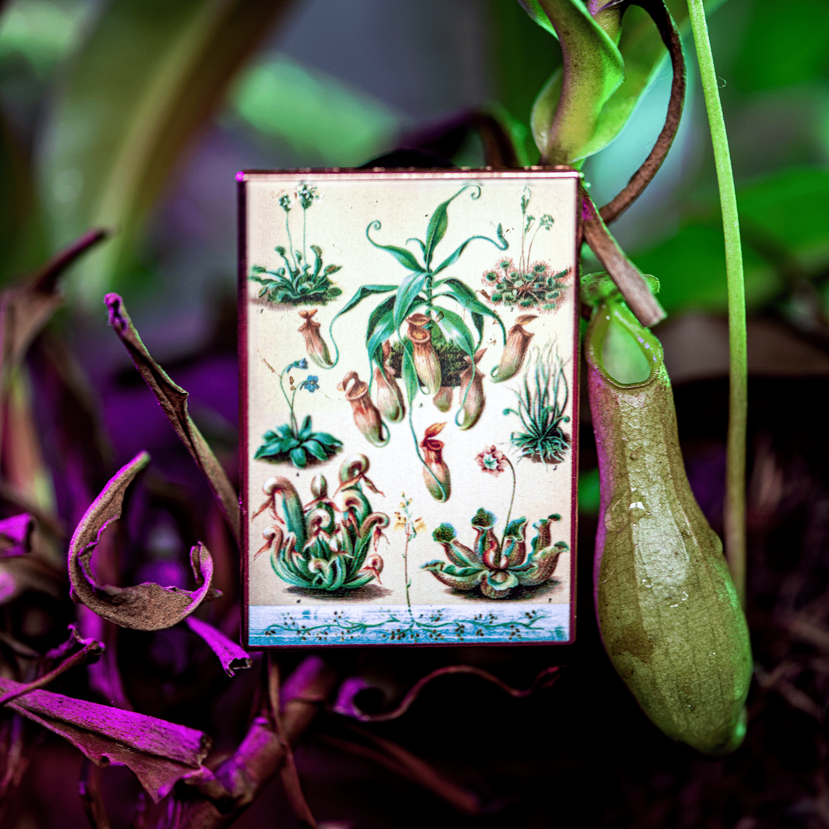 Carnivorous Plants Vintage Botanical Print Pin by The Roving House