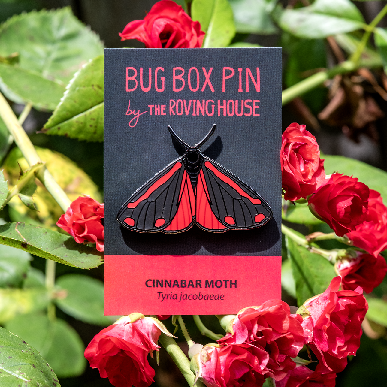 Cinnabar Moth Bug Box