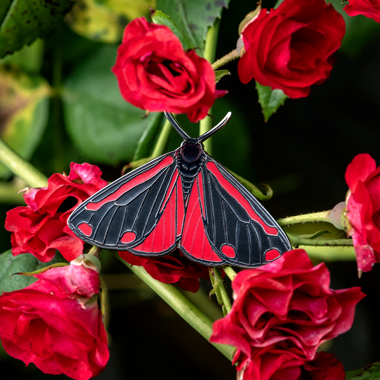 Cinnabar Moth Bug Box
