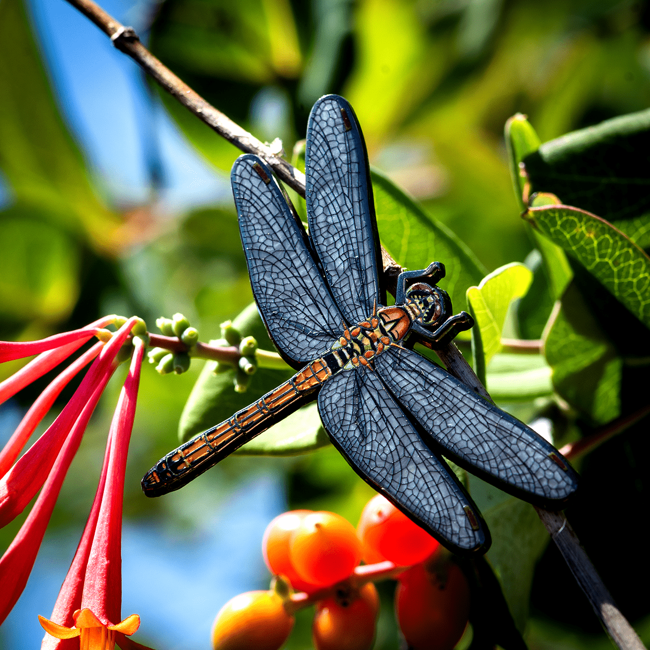 Akiakane Red Darter Dragonfly Pin by The Roving House