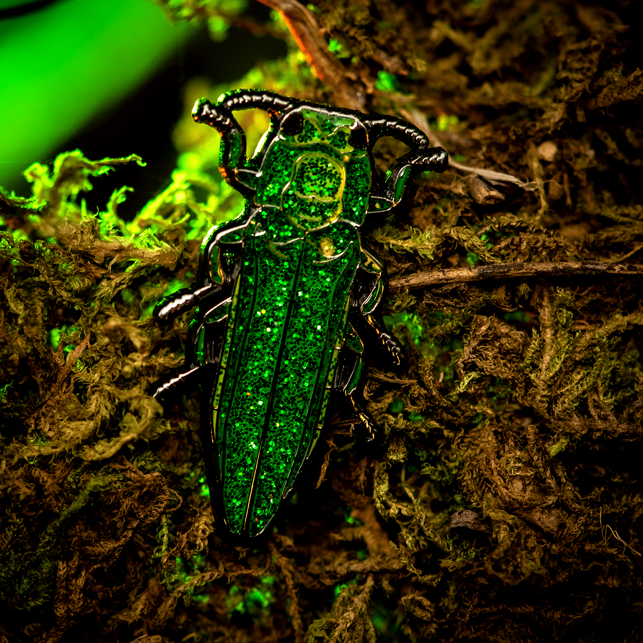 February 2024 Bug Box (Emerald Ash Borer) by The Roving House