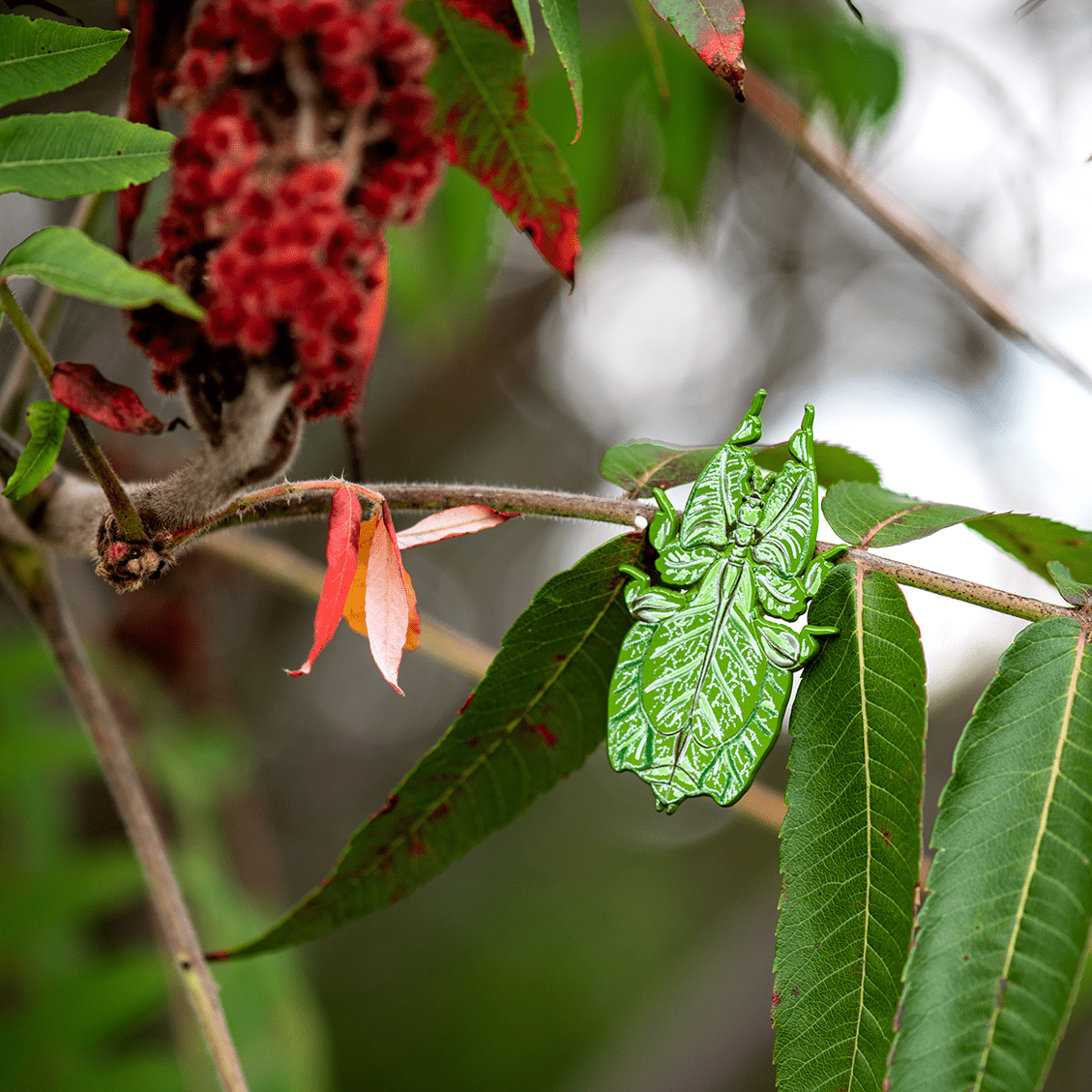 Walking Leaf Insect Bug Box by The Roving House