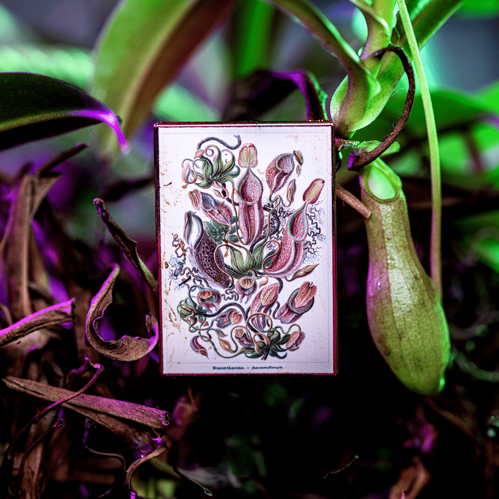 Pitcher Plant Vintage Botanical Print Pin by The Roving House
