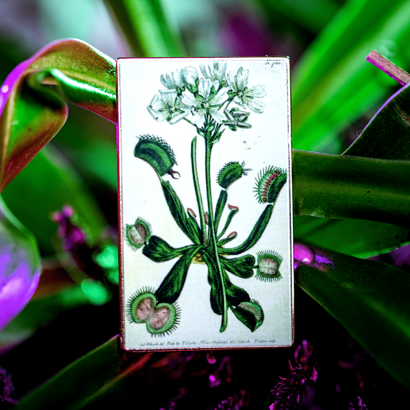 Venus Flytrap Vintage Botanical Print Pin by The Roving House