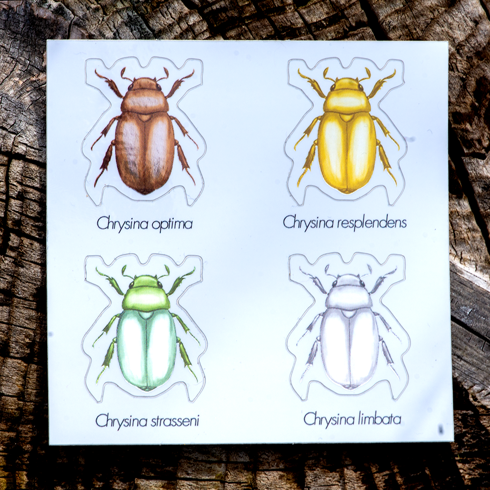 March 2022 Bug Box (Jewel Scarab Beetles)