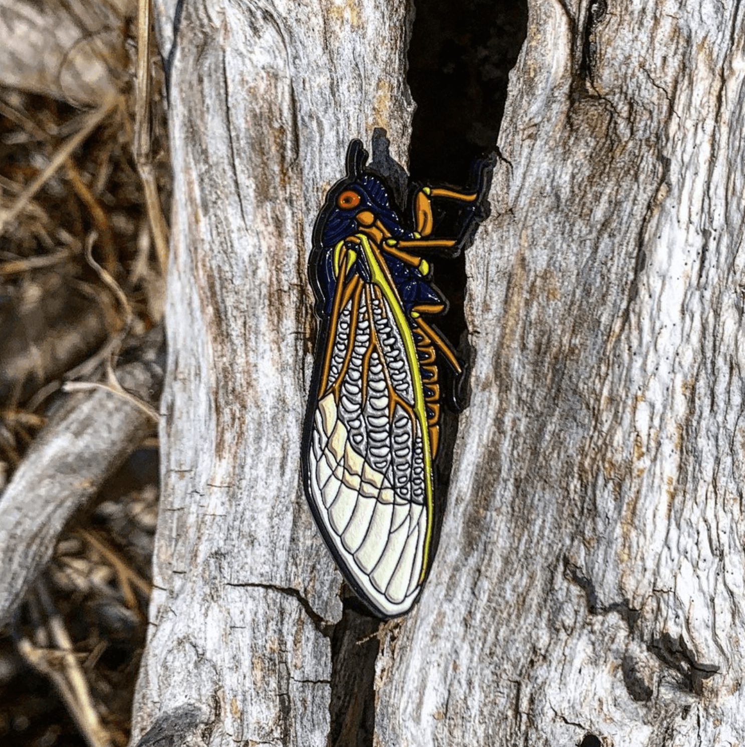 June 2021 Bug Box (Periodical Cicada)