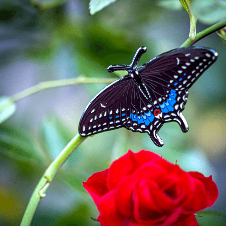 November 2022 Bug Box (Eastern Black Swallowtail) by The Roving House