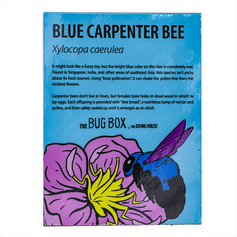 January 2022 Bug Box (Blue Carpenter Bee) by The Roving House