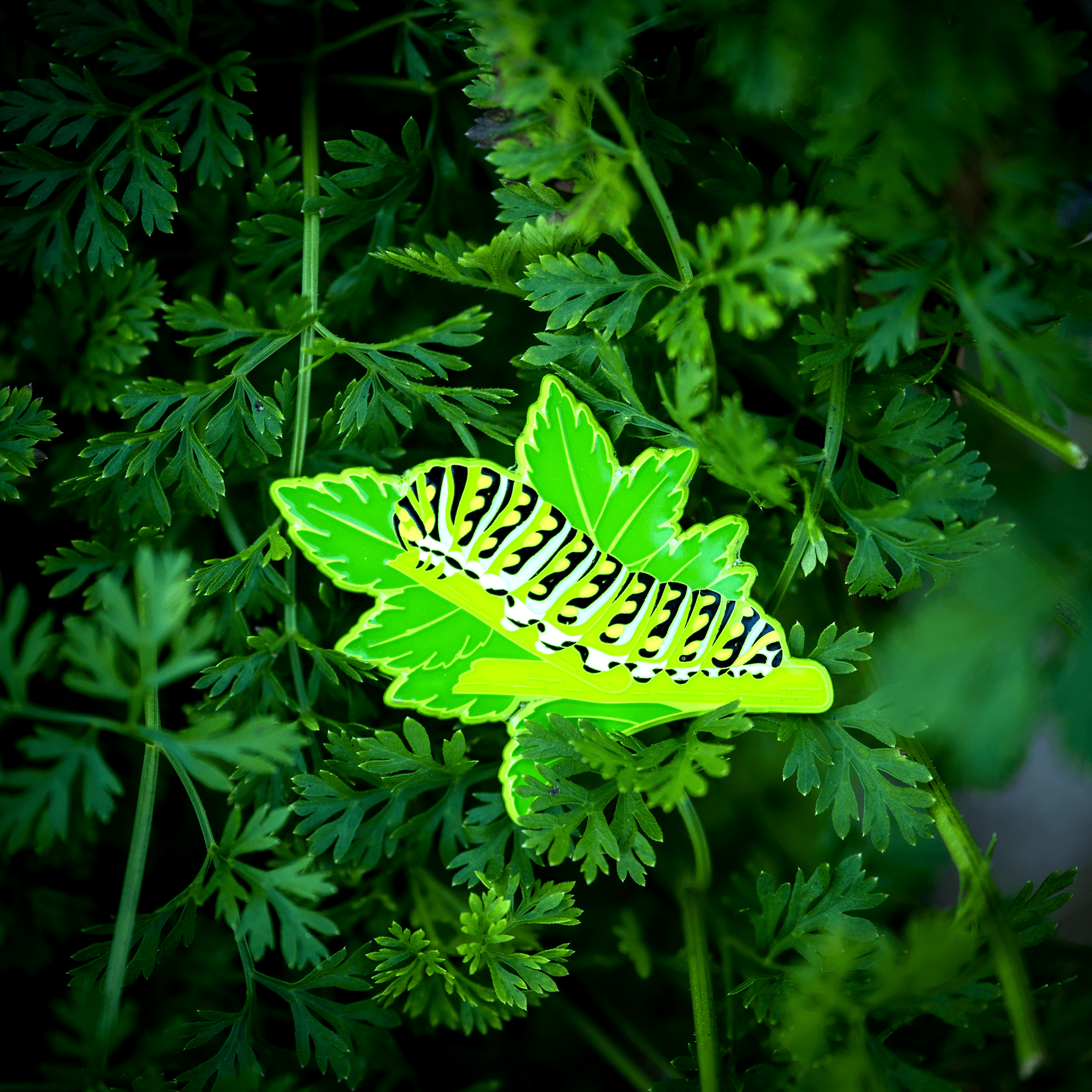 November 2022 Bug Box (Eastern Black Swallowtail) by The Roving House