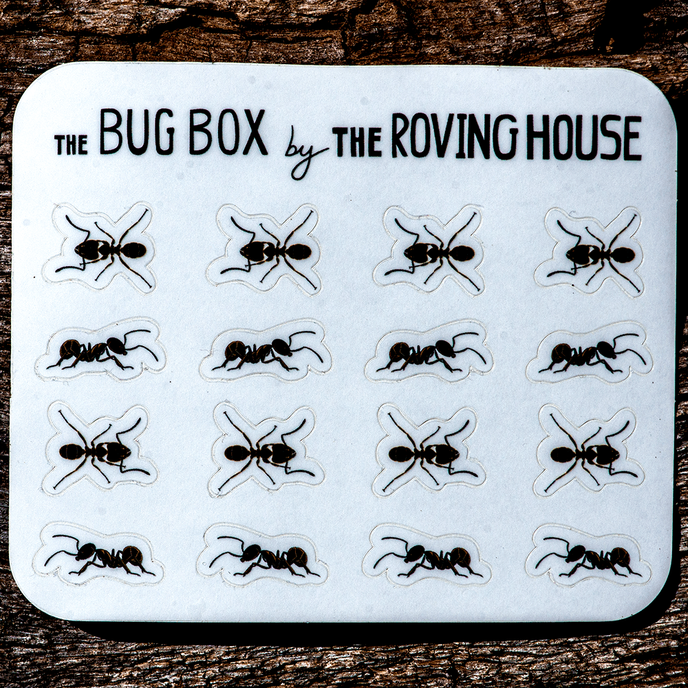 April 2022 Bug Box (Fijian Farmer Ant) by The Roving House