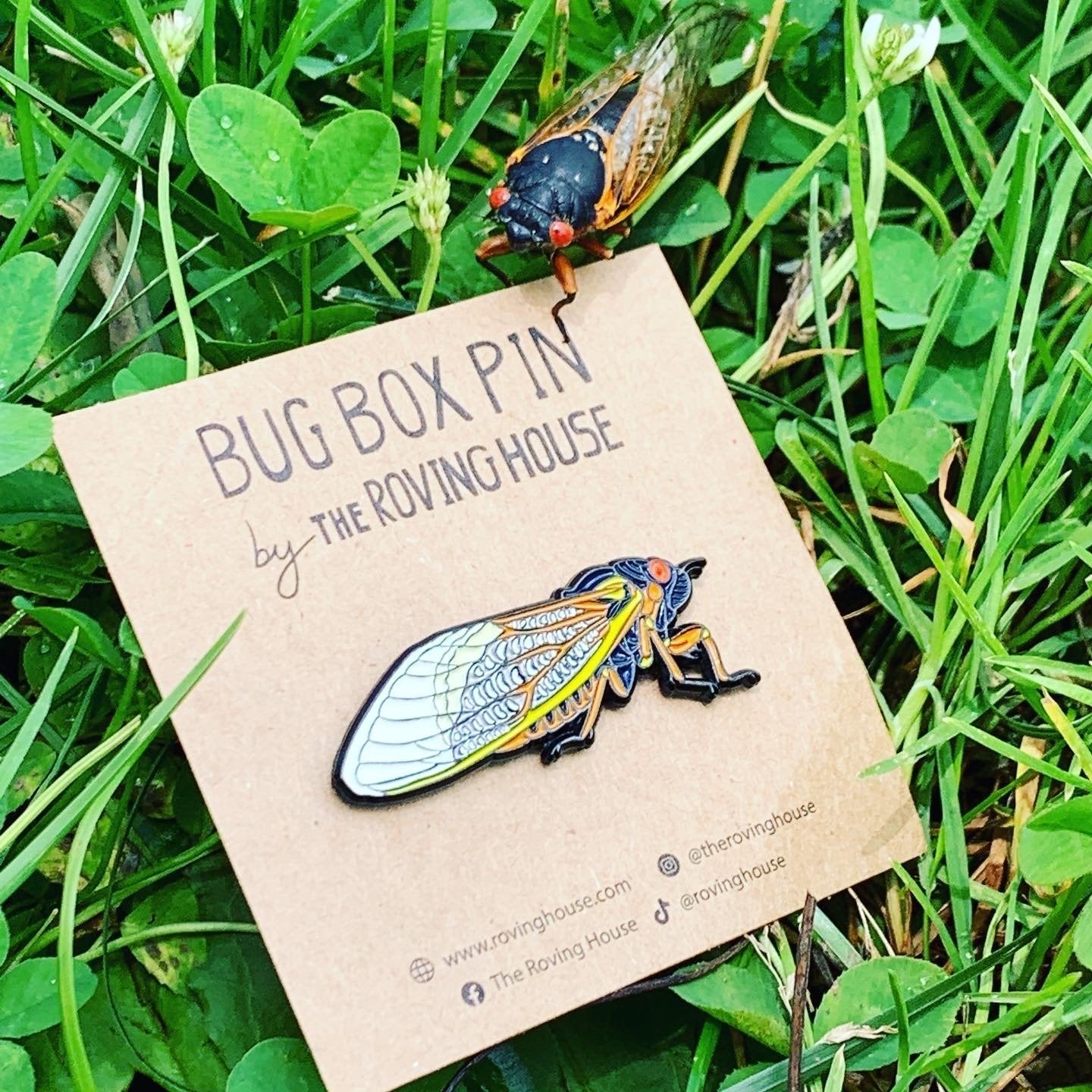 June 2021 Bug Box (Periodical Cicada)