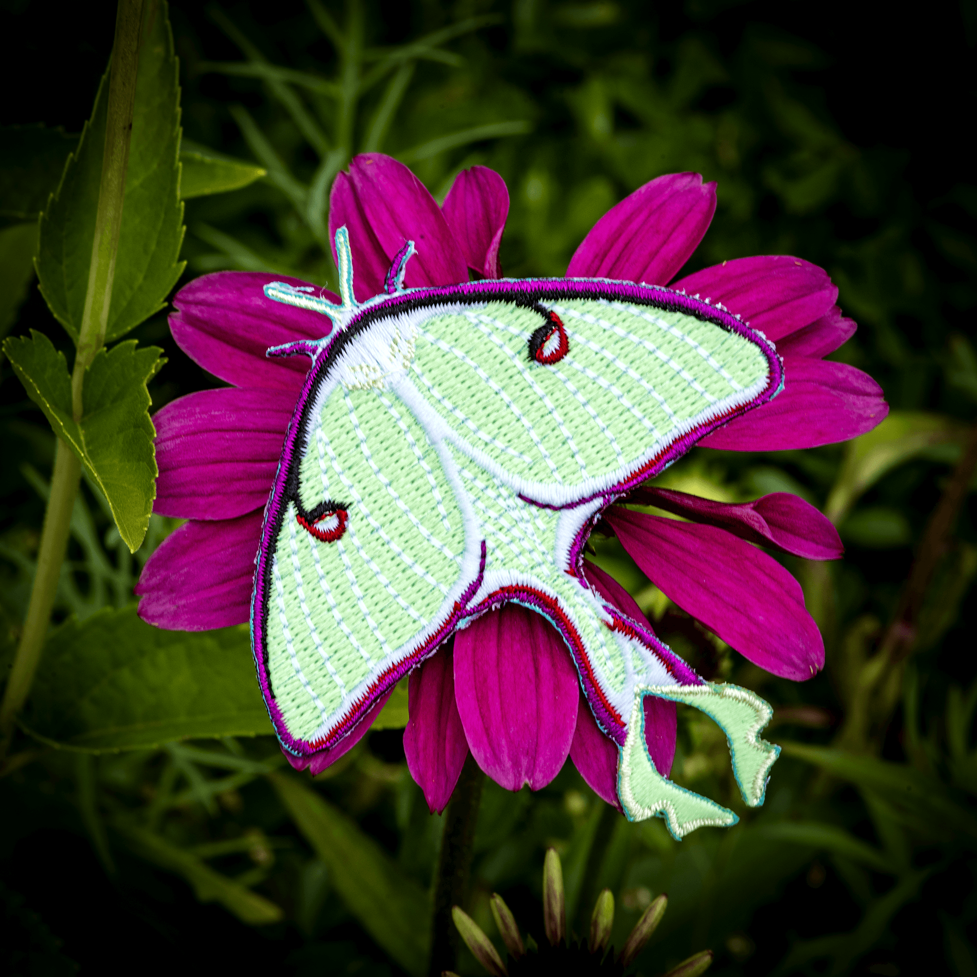 July 2022 Bug Box (The Luna Moth) by The Roving House