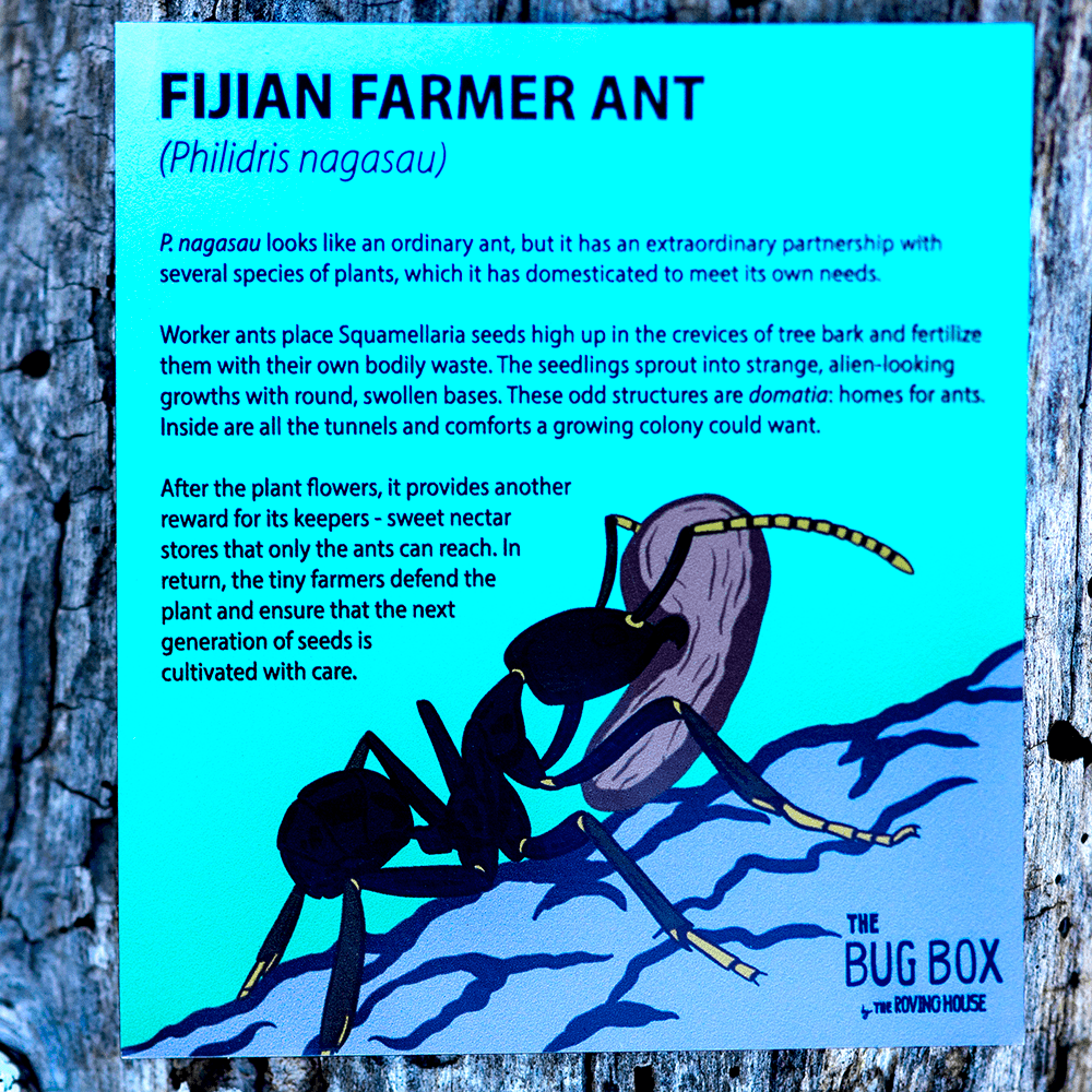 April 2022 Bug Box (Fijian Farmer Ant) by The Roving House