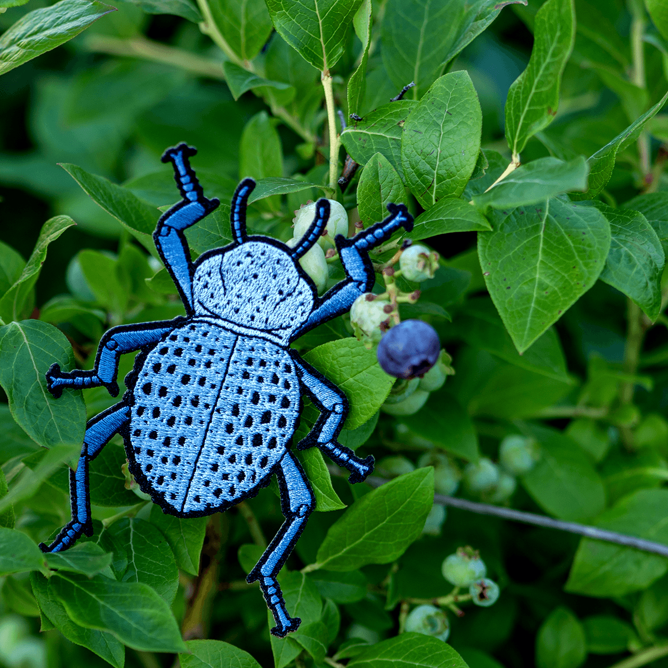 June 2023 Bug Box (Blue Death Feigning Beetle) by The Roving House