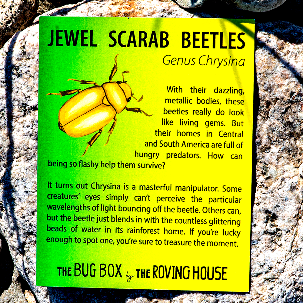 March 2022 Bug Box (Jewel Scarab Beetles)