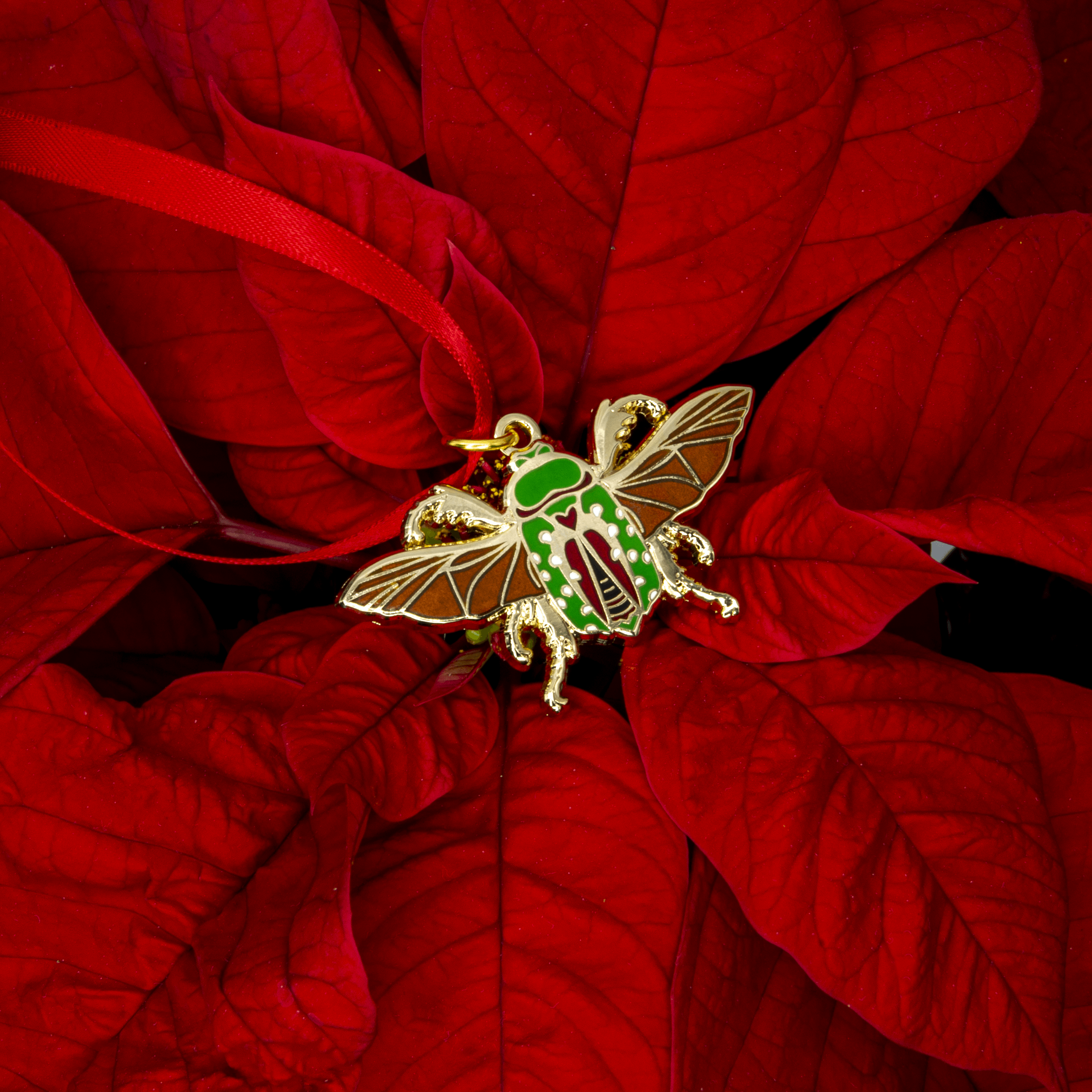 December 2021 Bug Box (Mistletoe Beetle) by The Roving House