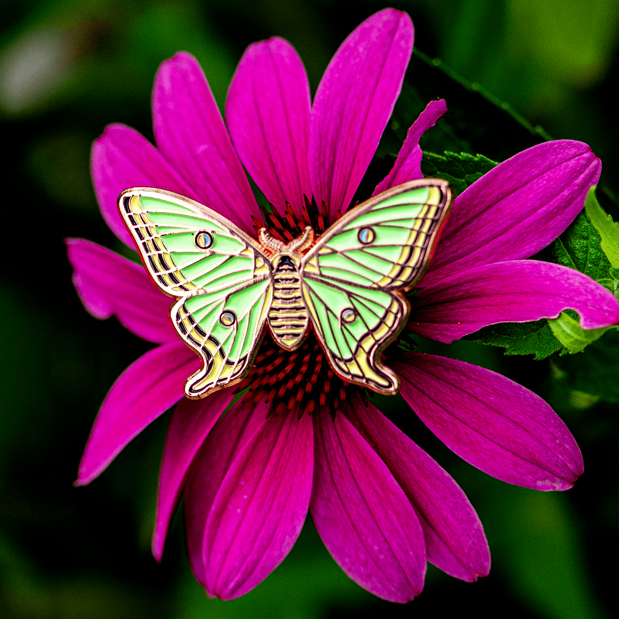 Spanish Moon Moth Female Pin by The Roving House